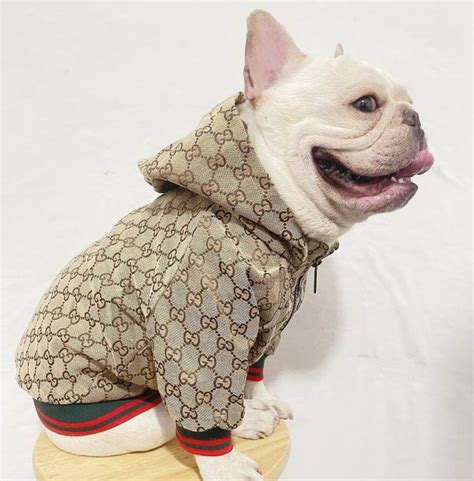 gucci pet tijger|Gucci designer dog clothing.